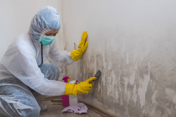 Environmental Consulting for Mold Prevention in Dunnigan, CA